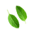 Tulsi Leaf