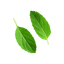 Tulsi Leaf
