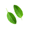Tulsi Leaf