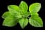 Tulsi Leaf