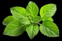 Tulsi Leaf